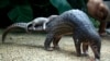Strong Demand in Illegal Pangolin Trade Leads Countries to Take Action
