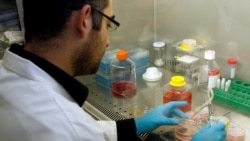 Quiz - Scientists Use Human Cells to Copy Early Embryo Development