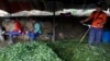 Colombia busca sustituir voluntariamente 100.000 hectáreas de hoja de coca: funcionario