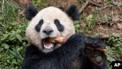 Esta imagen publicada por el Zoo de San Diego muestra al panda gigante Yun Chuan el jueves 25 de abril de 2024 en la provincia de Sichuan, China. 