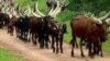 Shanun Fulani Makiyaya 