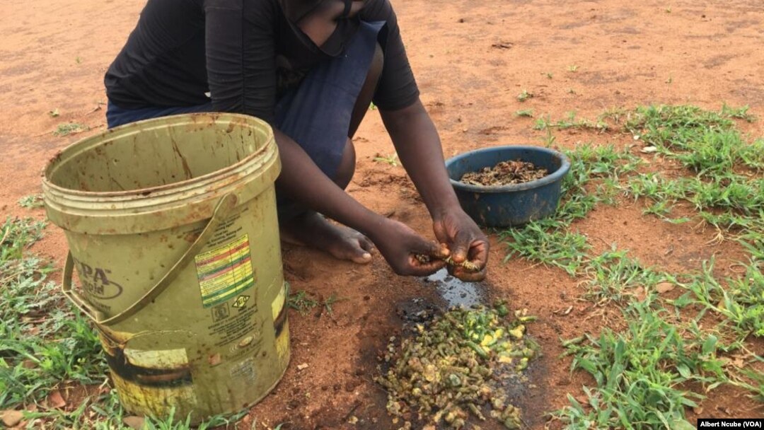 Omunye wabasakhulayo ekhama amacimbi eGwanda